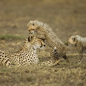Cheetah Mother and Cubs, Ndutu Plains, Tanzania