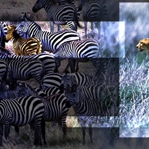 Cheetah and Zebras
