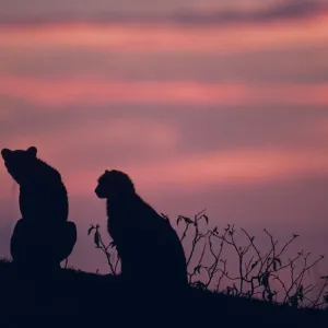 Cheetahs Print on Rock at Sunset, Masai Mara National Reserve