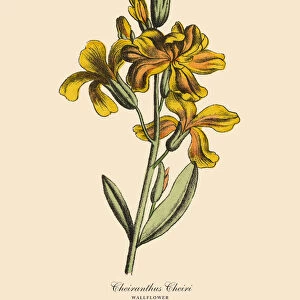 Cheiranthus or Wallflower Plant, Victorian Botanical Illustration