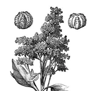 Chenopodium quinoa (quinoa)