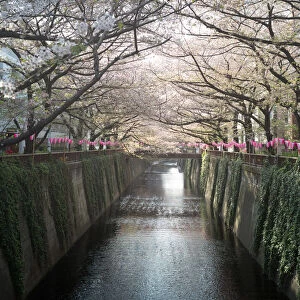 Cherry blossom canal