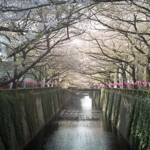 Cherry Blossom Canal Print Cherry Blossom Canal Print