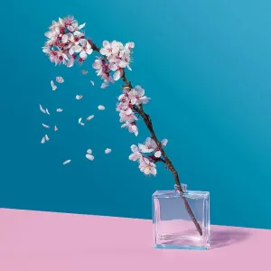 Cherry Blossom and glass jar Cherry Blossom and glass jar