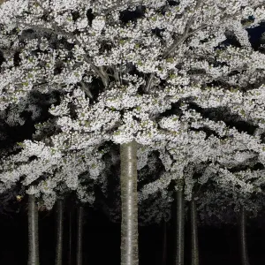 Cherry Blossom Print at Night