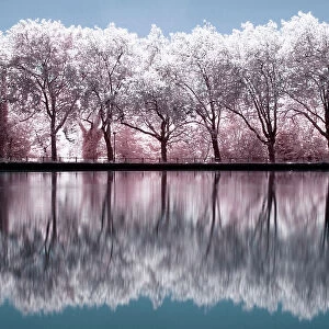 Cherry Blossom Reflections