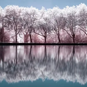 Cherry Blossom Reflections Cherry Blossom Reflections