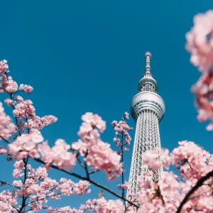 Cherry Blossom and Sakura with Tokyo Sky Tree in Japan