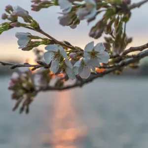 Cherry Blossom Sunrise Print Cherry Blossom Sunrise Print