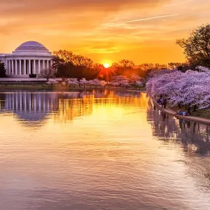 Cherry Blossom Sunrise Print at Tidal Basin Cherry Blossom Sunrise Print at Tidal Basin