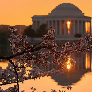 Cherry blossom sunrise