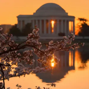 Cherry Blossom Sunrise Print at the Jefferson Memorial Cherry Blossom Sunrise Print at the Jefferson Memorial
