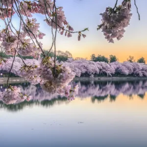 Cherry Blossom Sunrise over Tidal Basin