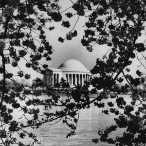 Cherry Blossom Print - Jefferson Memorial through blooming cherry blossoms Cherry Blossom Print - Jefferson Memorial through blooming cherry blossoms
