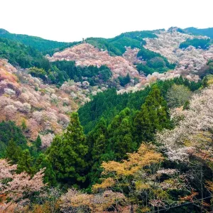 Cherry Blossom in Yoshinoyama Cherry Blossom in Yoshinoyama