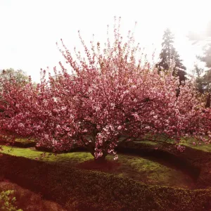 Cherry Blossoms Print Cherry Blossoms Print