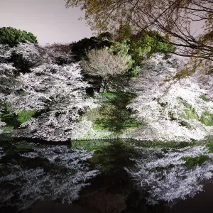 Cherry Blossoms Cherry Blossoms
