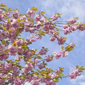 Cherry blossoms, Altes Land fruit-growing region, Lower Saxony, Germany, Europe Cherry blossoms, Altes Land fruit-growing region, Lower Saxony, Germany, Europe