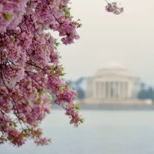 Cherry Blossoms and Jefferson Memorial