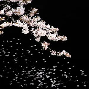 Delicate Cherry Blossom Print Delicate Cherry Blossom Print