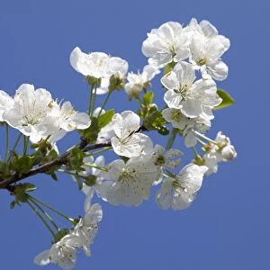 Cherry blossoms -Prunus sp. -, Mostviertel, Must Quarter, Lower Austria, Austria, Europe