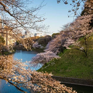Cherry blossoms on the river, Tokyo, Japan