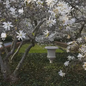 Cherry blossoms in spring Cherry blossoms in spring