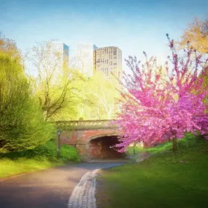 Cherry Blossoms, Spring, Bridge and Central Park, NYC Cherry Blossoms, Spring, Bridge and Central Park, NYC