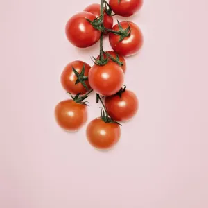 Cherry Tomato Print on Pink Background Cherry Tomato Print on Pink Background