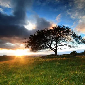 Cherry tree grass field storm cloud sunset light Cherry tree grass field storm cloud sunset light
