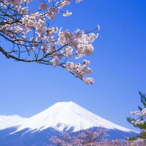 Cherry Tree and Mt. Fuji Print
