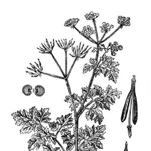 Chervil (Anthriscus cerefolium)