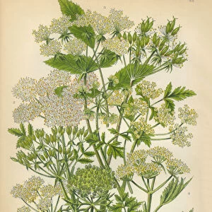 Chervil, Carrot, Sweet Cicely, Cicely, Victorian Botanical Illustration
