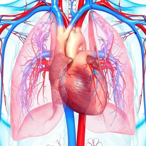 Chest Anatomy Print Chest Anatomy Print