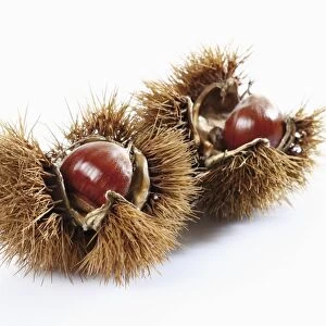 Chestnuts, edible nuts, sweet chestnut -Castanea sativa-