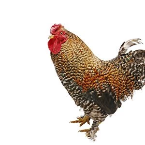 Chicken (Gallus gallus domesticus), Bantam Crele Bantam cockerel
