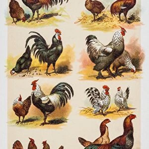 Chicken and Rooster engraving 1882