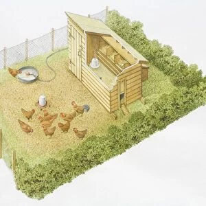 Chicken run, group of hens with rooster pecking grains, enclosed by hedges and fences, with eggs laid in nesting boxes, fresh water tub supplied through pipe, view from above