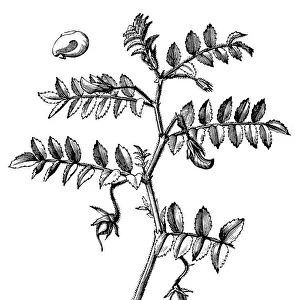 The chickpea or chick pea (Cicer arietinum)