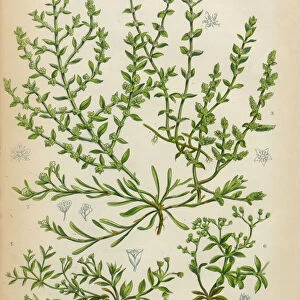 Chickweed, Strapwort and Knotgrass, Victorian Botanical Illustration