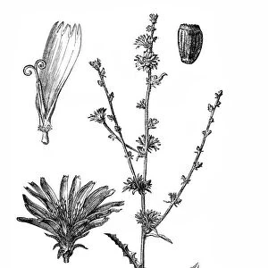 Chicory (Cichorium Intybus)