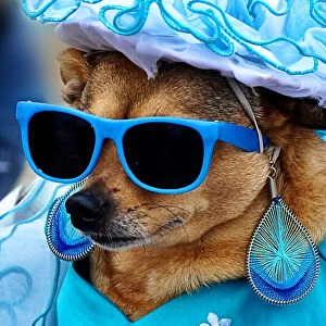 Chihuahua in fancy blue dress, hat and sunglasses