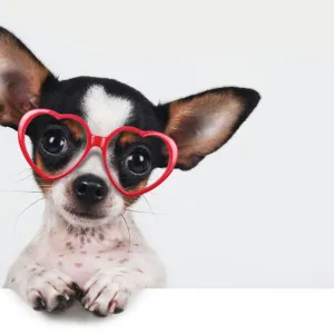 Chihuahua with heart-shaped glasses