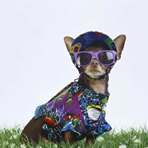 Chihuahua in summer outfit