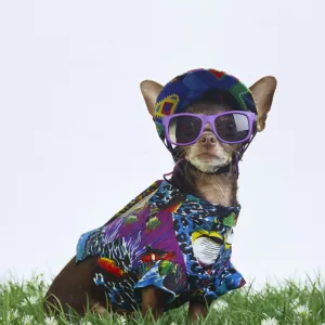 Chihuahua in summer outfit