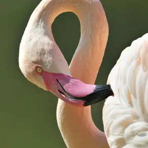Chilean Flamingo -Phoenicopterus chilensis-, portrait Chilean Flamingo -Phoenicopterus chilensis-, portrait