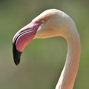 Chilean Flamingo -Phoenicopterus chilensis-, portrait
