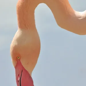 Chilean Flamingo -Phoenicopterus chilensis-, portrait Chilean Flamingo -Phoenicopterus chilensis-, portrait
