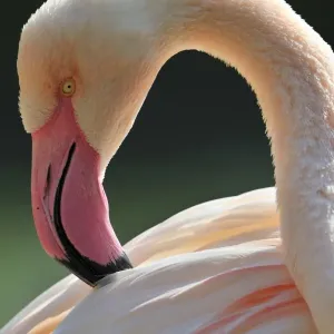 Chilean Flamingo -Phoenicopterus chilensis-, preening Chilean Flamingo -Phoenicopterus chilensis-, preening