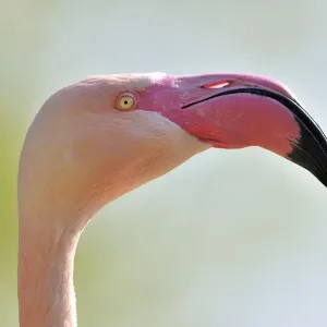 Chilean Flamingo -Phoenicopterus chilensis-, portrait Chilean Flamingo -Phoenicopterus chilensis-, portrait